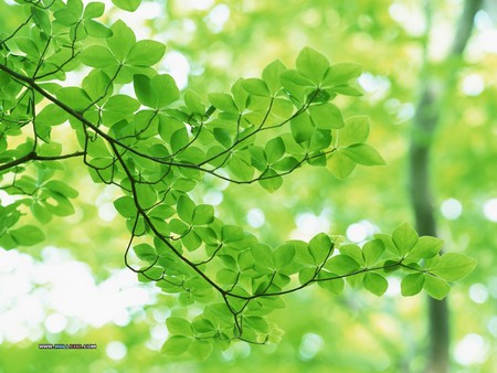 Lush Trees & Green Leaves In Summer - trees, nature, summer, geen, leaves