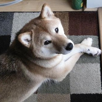 Shiba Inu during the blizzard 