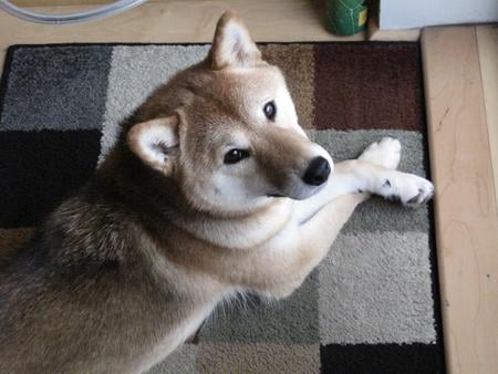 Shiba Inu during the blizzard  - shiba inu, dog, shiki