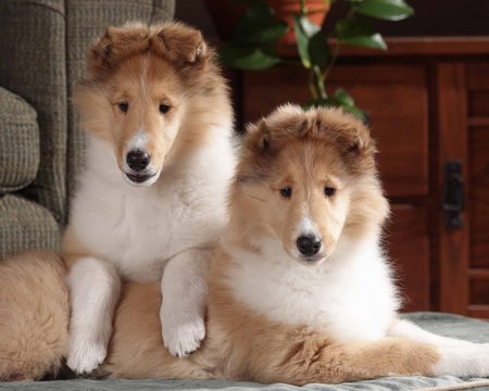 Collies - dogs, couple, collies, puppy