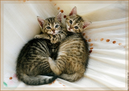 CUTE CUDDLE - cute, kittens, cuddling