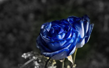 BLUE ROSES - roses, blue, beautiful