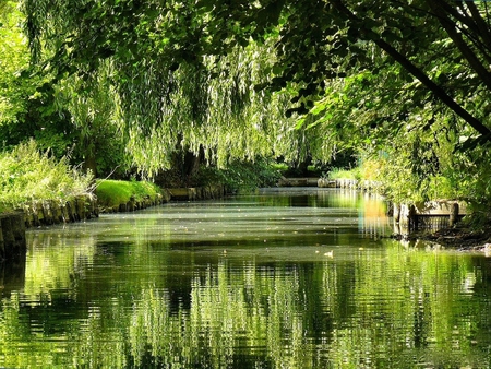 GREEN RIVER - calm, river, trees, green, plants, forest, reflection