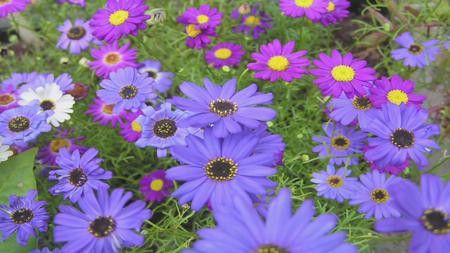 wild flowers - daisy, flowers, feild, wild