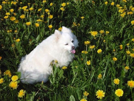 Life is wonderful - white dog, fields, summer, spring, content, spitz, dog, tongue out, happy