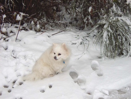 Why am I doing this? - spitz, cold, dog, snow, winter, frozen