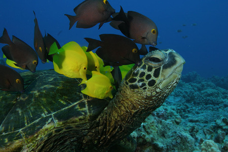 DEEP SEA TURTLE AND FISH - turtle, sea, deep, fish