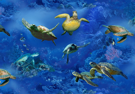 TURTLE OF THE SEA - turtle, sea, play