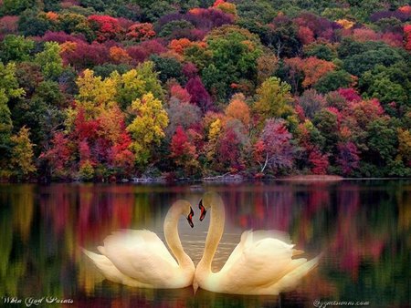 RE-AUTUM - fall, swans, leaves, colored