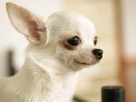 white chihuahua 039- s 1024x768. jpg