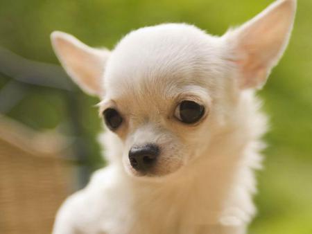 gental white chihuahua 1024x768. jpg - white, loveable, dog, chihuahua