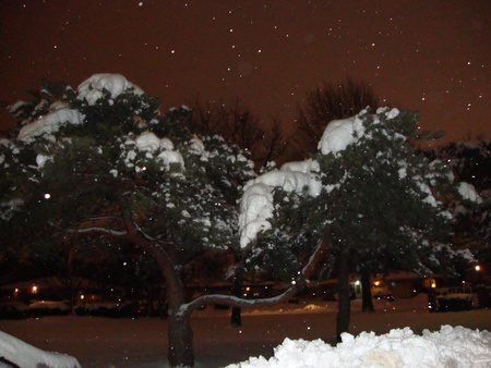 Snow Covered Tree's - snow, winter, nature, photography