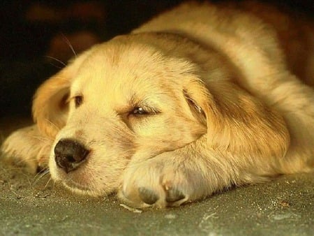 good nights rest after a long day - goldenretrievers, puppy