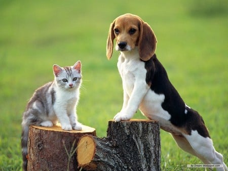 bestest friends - beagle, puppy, kitten, log