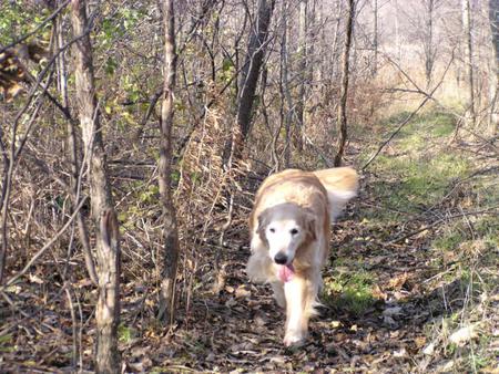 a walk in the woods - pretty, walk, dog