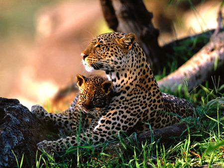 babysitting - leopards, mother, cub