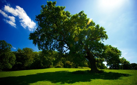 Tree - tree, sun, gras, sky