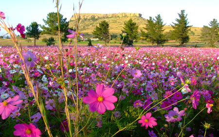 Wild cosmos - flowers, cosmos, fields, landscape, pink, wild flowers