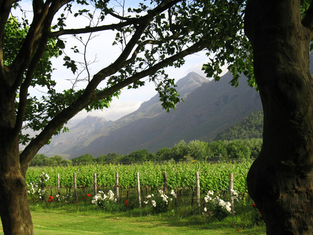 A nice picnic place - mountains, flowers, picnic, vineyard, lanserac, stellenbosch, south africa, grass