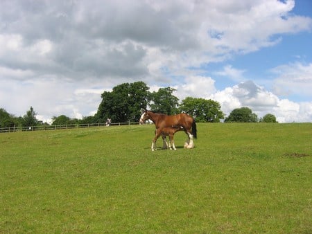 I need Milk ,not grass - sky, field, people, trees