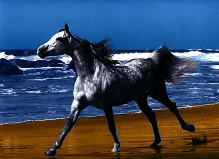 Arabian Horse - cavalo, horse, animals