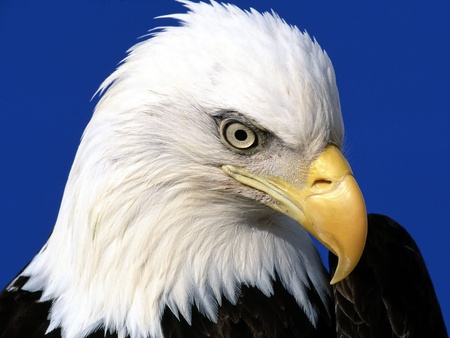 eagle - hd, hot, eagle, eyes, animals, kool, birds