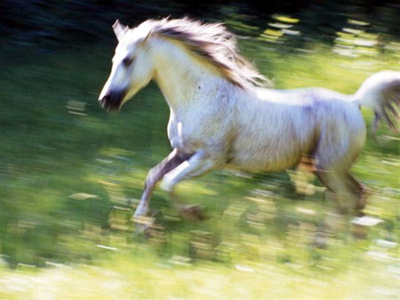 Flying horse - cavalo, horse, animals