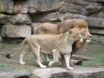 Leo and Lioness