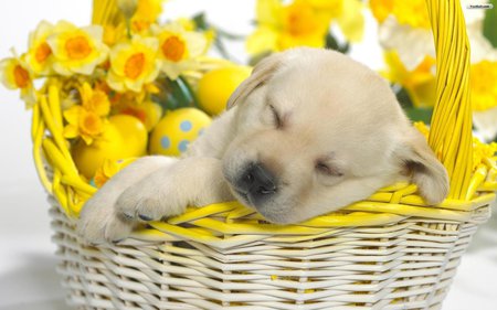 Sleeping - sleeping, puppy, easter, basket, eggs, sleep, yellow, dog, tan, sweet, egg, flowers, cute, flower