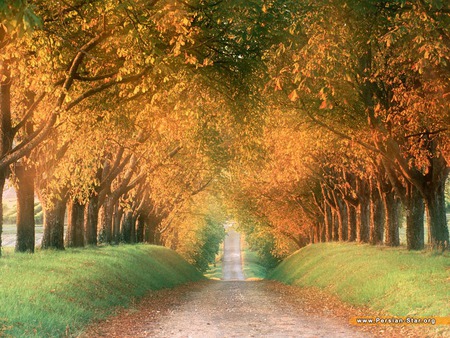 eden way - nature, amazing, way, paradise, tree, grass