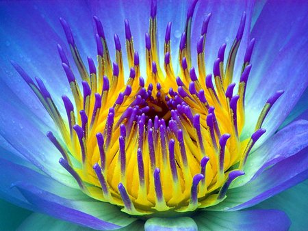 mortal bosom - mortal, superb, cheat, nature, hybrid, purple, lotus, yellow, blue, bosom, flowers, flower