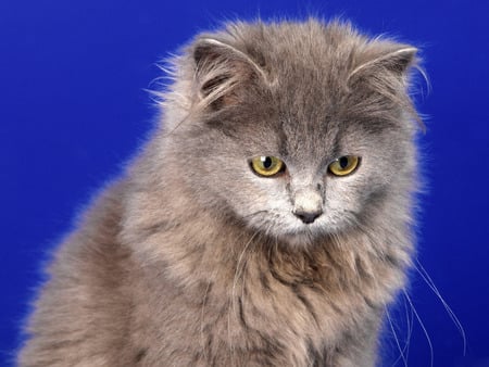 Selkirk Rex Cat