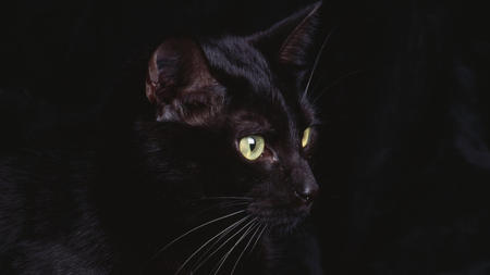 Black Cat - gato, animals, cat