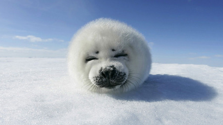 Baby Seal - canadian, baby, foca, animals, seal