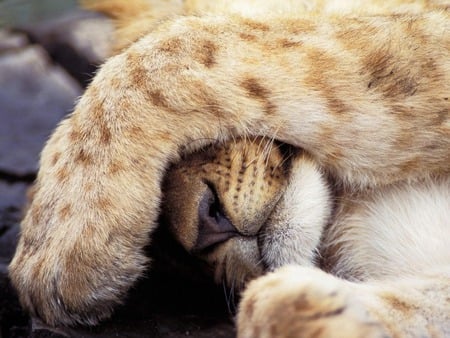 Lioness sleeping - cat, lioness, animals