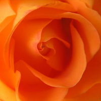 rose orange . jpg