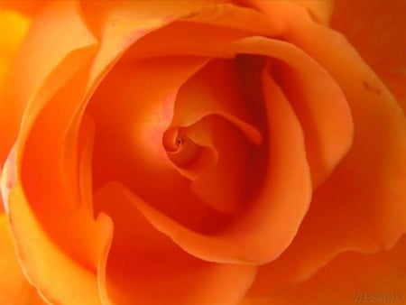 rose orange . jpg