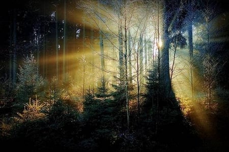 BEAUTIFUL FOREST - morning, breakthrough, rays, forest, pine, beautiful, sun, foggy