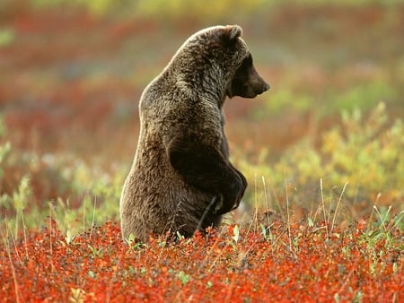 WALKING TALL - brown, bear, grizzly, walking, tall