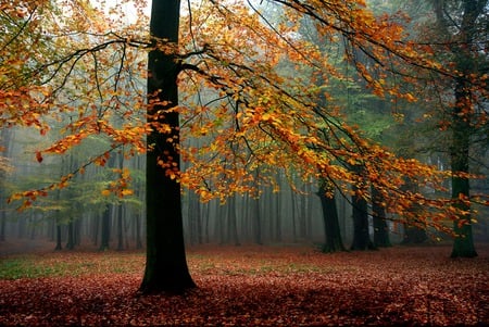 Foggy Forest - forest, flowers, leaves, foggy, golden, woods, tree, trees, autumn