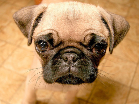 Pug Puppy - cachorro, puppy, animals, dog