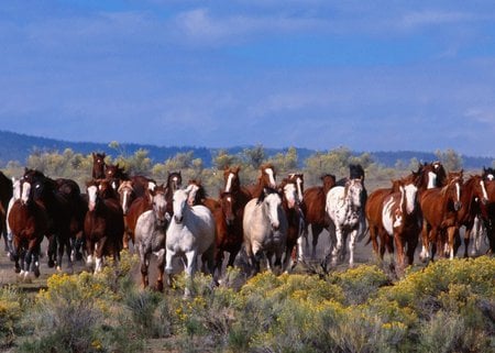 Horses running