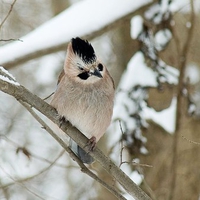 A bird in winter