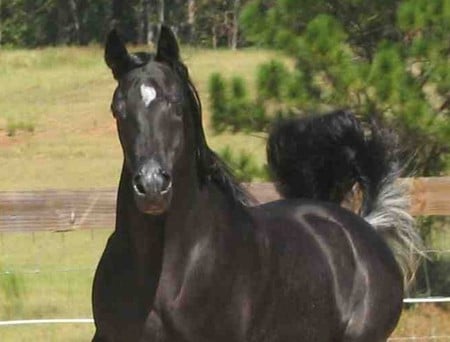 Black Night - cavalo, horse, animals