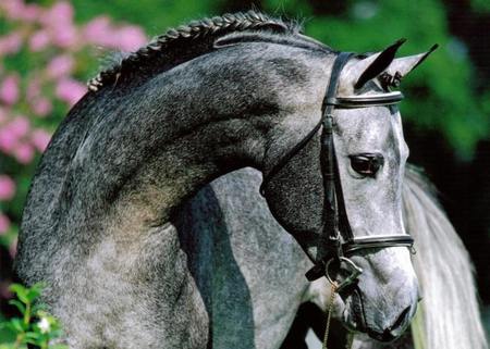 Gray Horse - cavalo, horse, animals