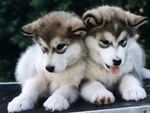 Babies husky