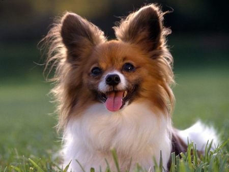 Papillon dog - dog, puppy, cachorro, animals