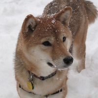 Shiba Inu in the snow