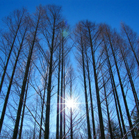 Sky Through Trees