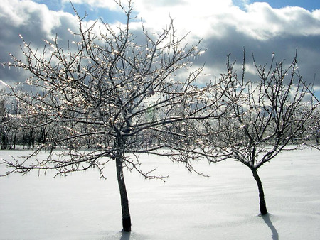 Two Frozen Friends - two, trees, sun, winter, two frozen friends, white, snow, blue, frozen, friends